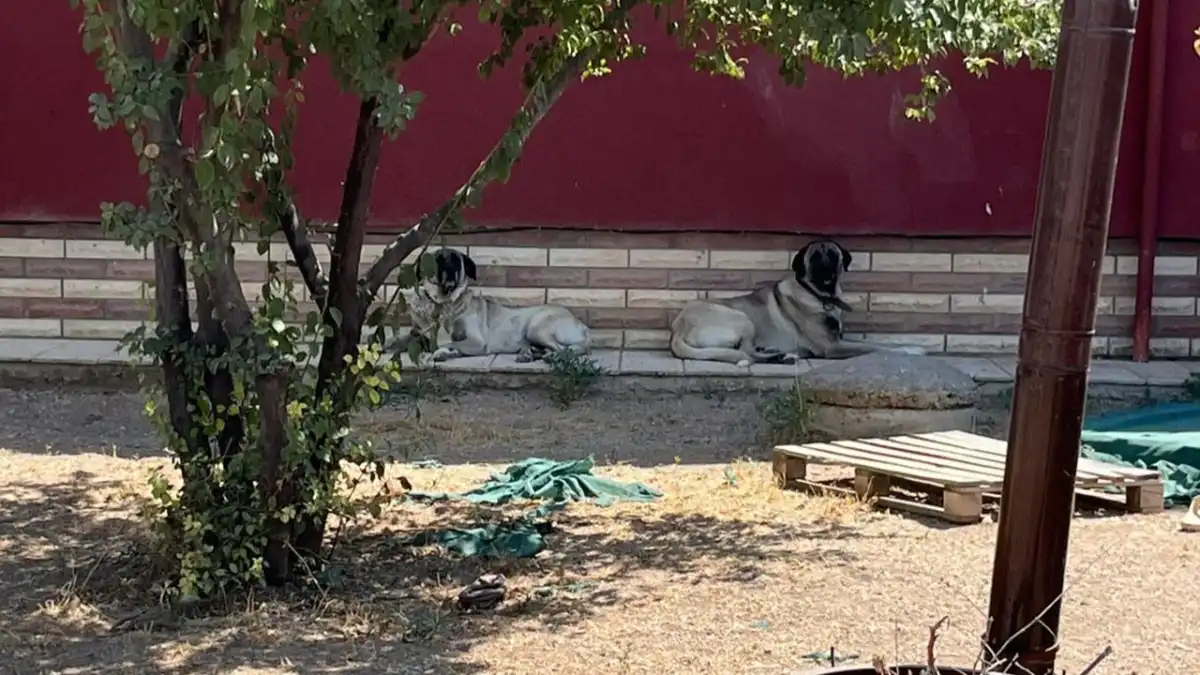 Köpeğini gezdirirken Kangalların saldırısına uğradı: Hem kadın hem de köpek yaralandı haberinin görseli