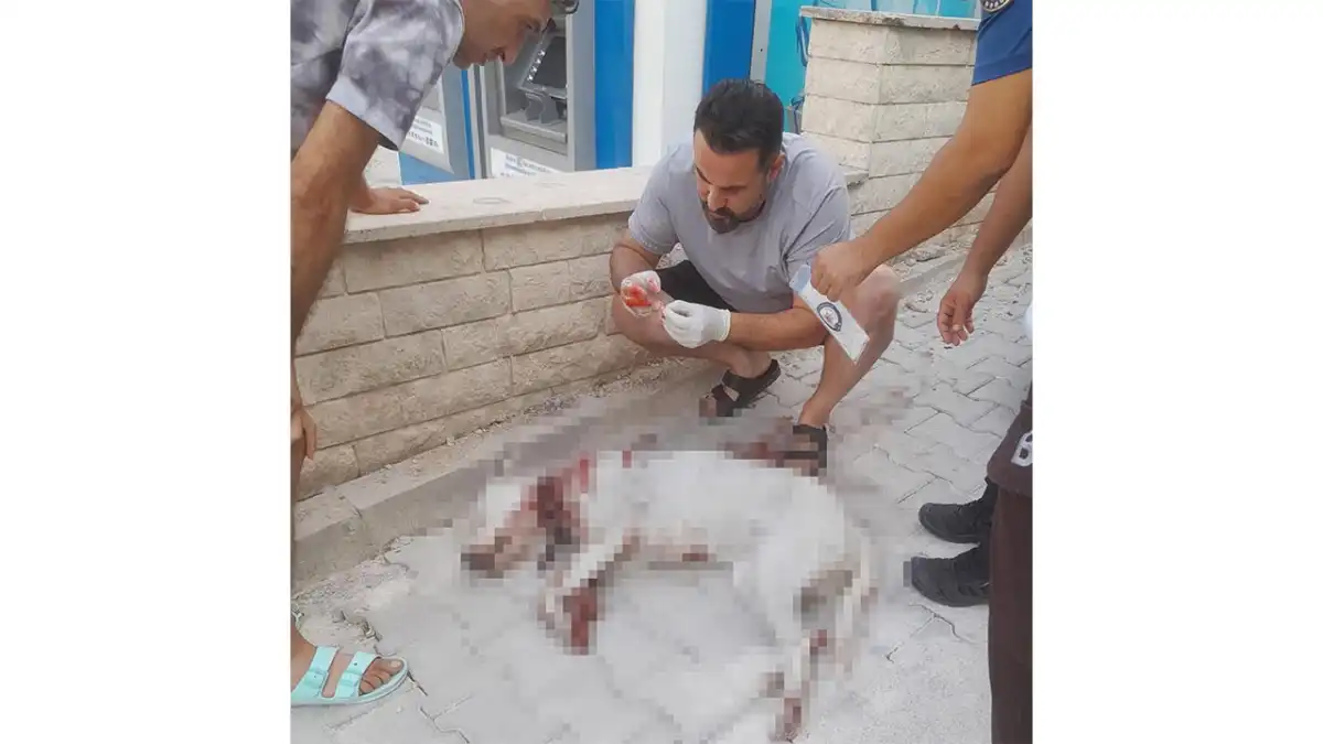 Hamile sokak köpeğini av tüfeğiyle vurdu haberinin görseli