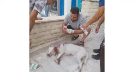 Hamile sokak köpeğini av tüfeğiyle vurdu