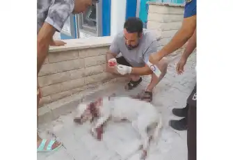 Hamile sokak köpeğini av tüfeğiyle vurdu
