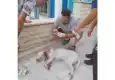 Hamile sokak köpeğini av tüfeğiyle vurdu