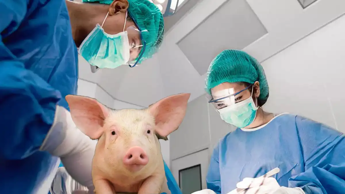 Organ naklinde çığır açan deneme: İnsana domuz akciğeri naklettiler haberinin görseli