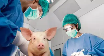 Organ naklinde çığır açan deneme: İnsana domuz akciğeri naklettiler