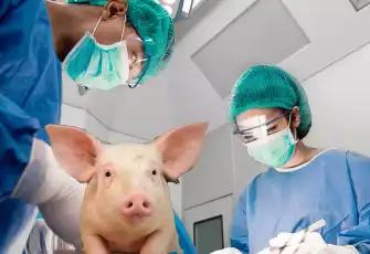 Organ naklinde çığır açan deneme: İnsana domuz akciğeri naklettiler