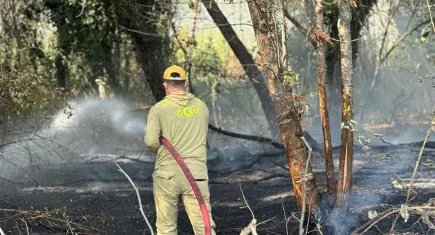 İznik'te maki yangını
