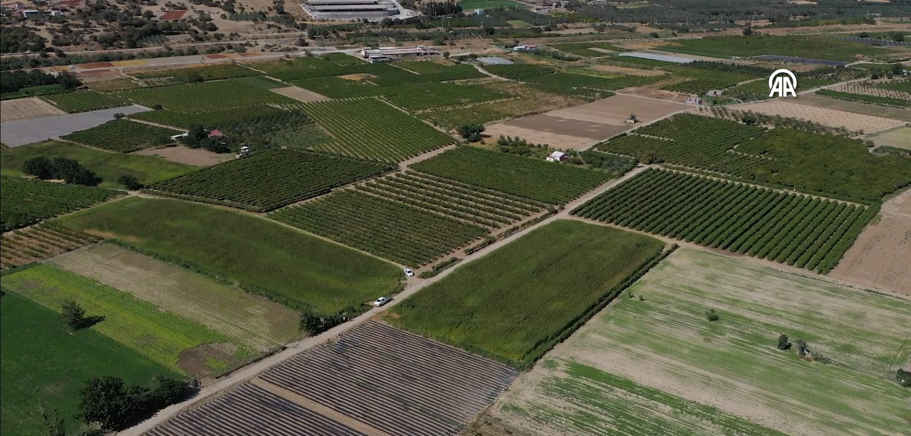 Kuraklık İzmir&#039;deki besicileri sorgum sudan otuna yöneltti başlıklı video haberin görseli