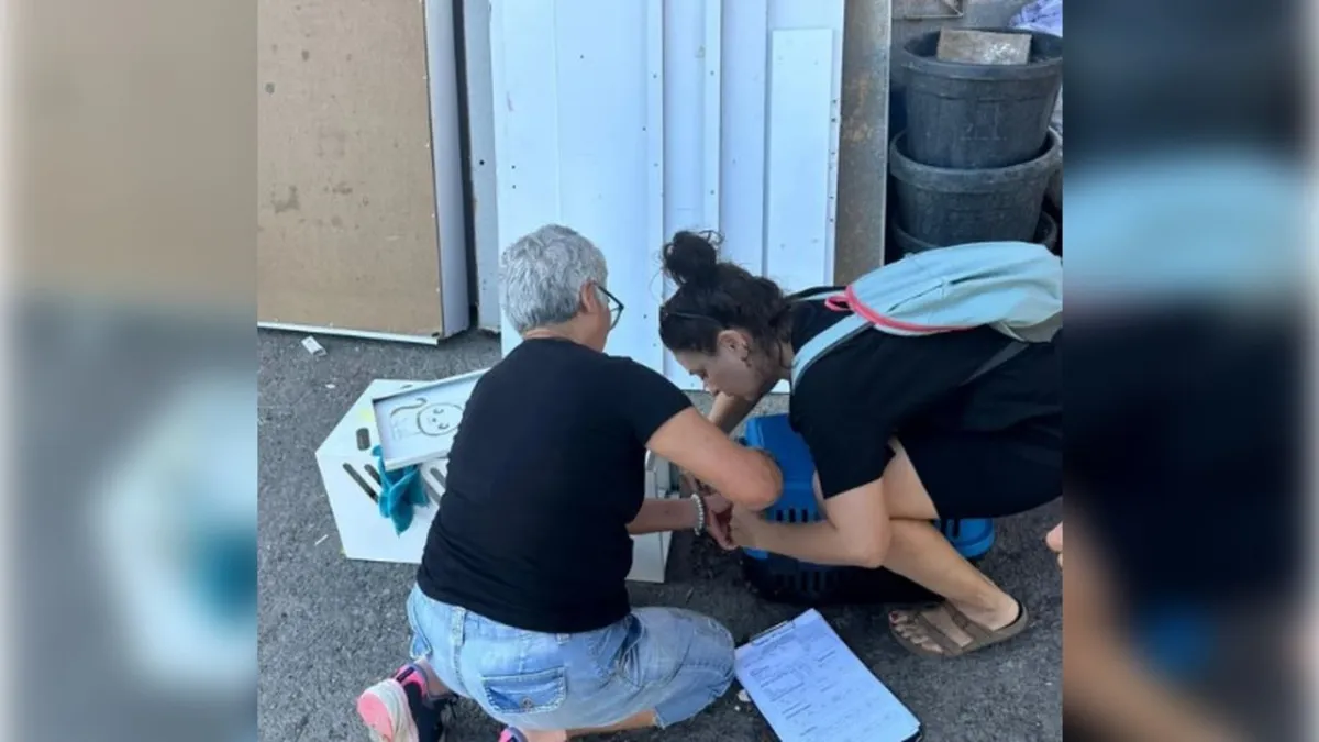 Narlıdere’de kısırlaştırma seferberliği haberinin görseli
