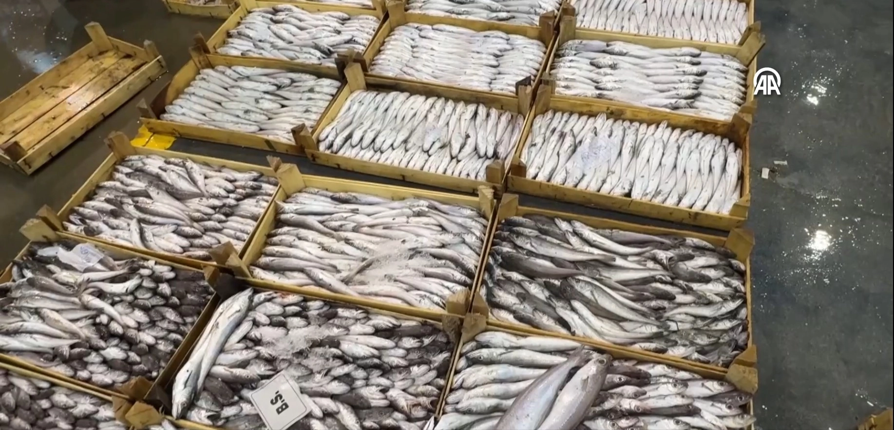 Ege&#039;de sezonu açan balıkçılar avdan umutla döndü başlıklı video haberin görseli