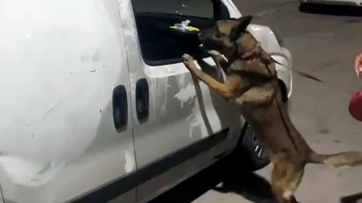 Narkotik köpeği ‘Hulk’ zehir tacirlerinin korkulu rüyası oldu! haberinin görseli