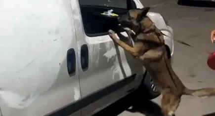 Narkotik köpeği ‘Hulk’ zehir tacirlerinin korkulu rüyası oldu!