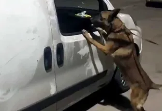 Narkotik köpeği ‘Hulk’ zehir tacirlerinin korkulu rüyası oldu!