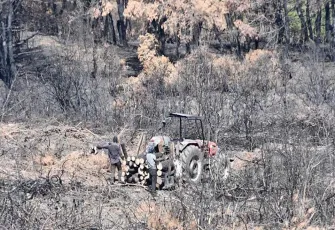 Şarköy'de yanan orman yerleri temizleniyor