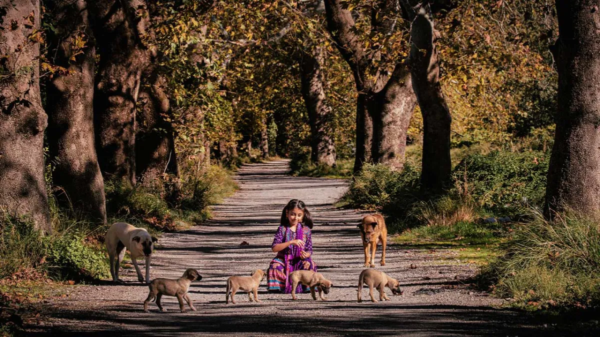 HAYTAP 2025 Fotoğraf Yarışması sonuçlandı: Sahipsiz Hayvanlar ve Merhamet haberinin görseli
