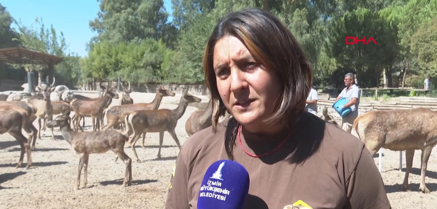 İyileşen kızılgeyik &#039;Paşa&#039; yeni yuvasında başlıklı video haberin görseli