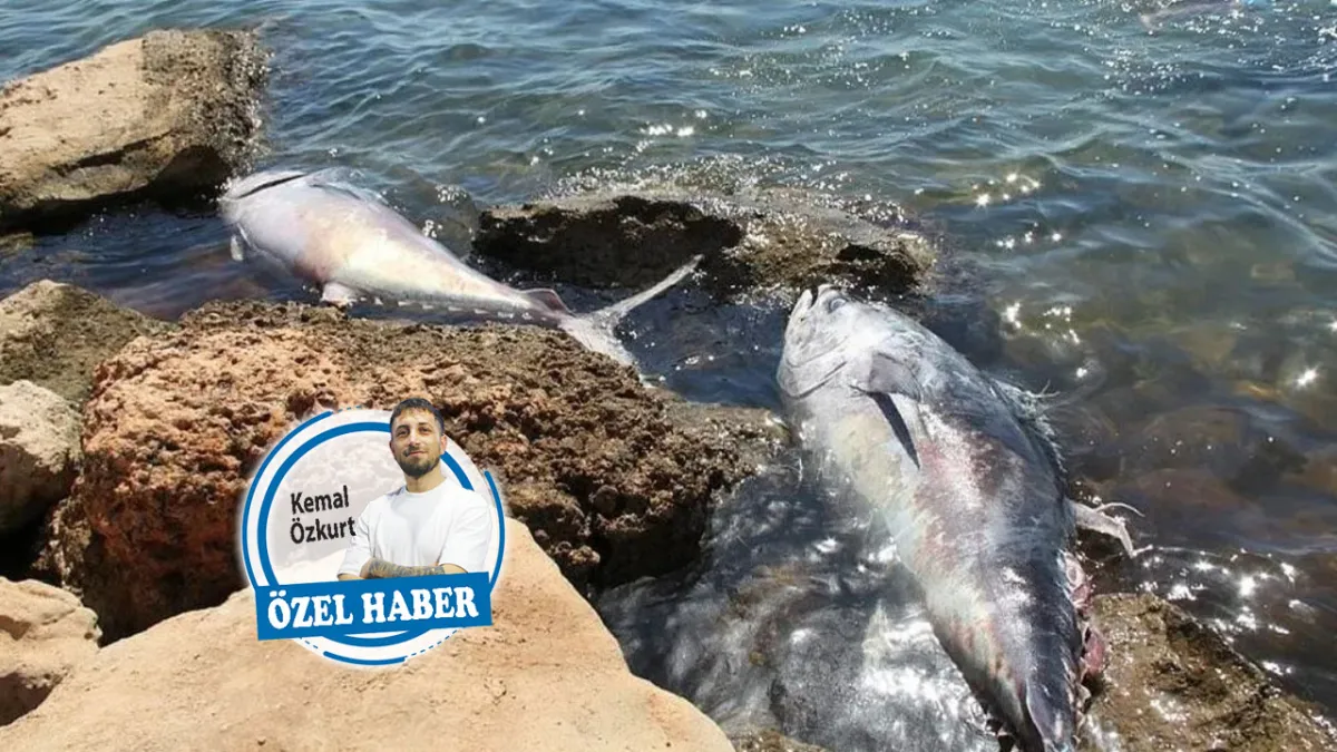 Çeşme’deki orkinos ölümleri buzdağının görünen yüzü haberinin görseli