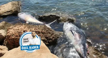 Çeşme’deki orkinos ölümleri buzdağının görünen yüzü