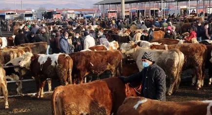 6 ilde hayvan pazarı yasağı kalkıyor