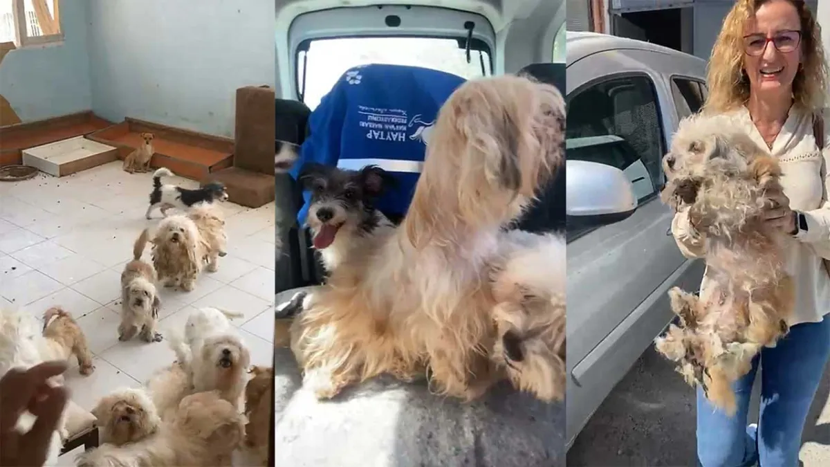 İzmir haber: Bayraklı’da evde tutulan 20 köpek kurtarıldı haberinin görseli