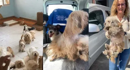 İzmir haber: Bayraklı’da evde tutulan 20 köpek kurtarıldı