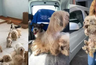 İzmir haber: Bayraklı’da evde tutulan 20 köpek kurtarıldı