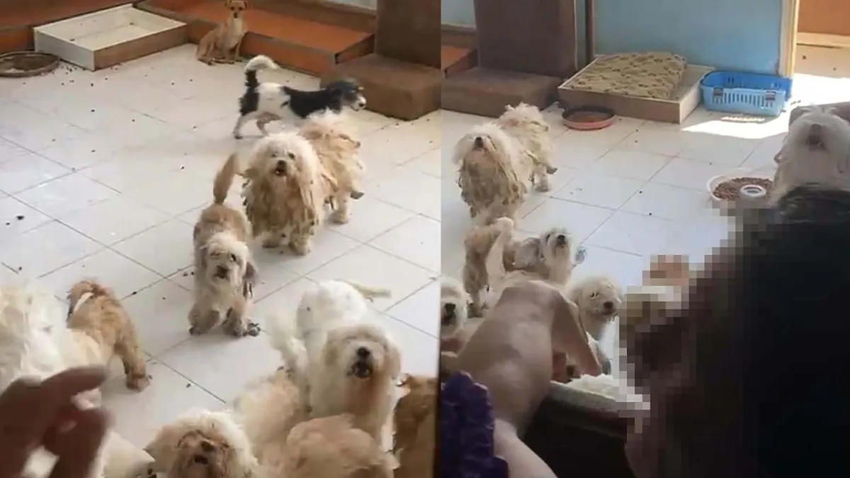 İzmir&#039;de 20 köpeği evinde sağlıksız koşullarda tutan kadına 830 bin liralık ceza haberinin görseli