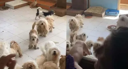 İzmir'de 20 köpeği evinde sağlıksız koşullarda tutan kadına 830 bin liralık ceza