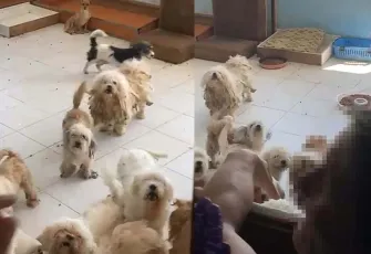İzmir'de 20 köpeği evinde sağlıksız koşullarda tutan kadına 830 bin liralık ceza