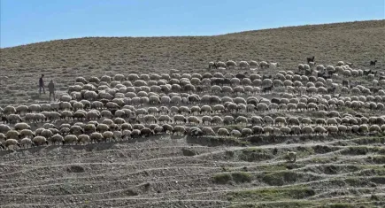 Kayalık alandan düşen 334 küçükbaş hayvan telef oldu