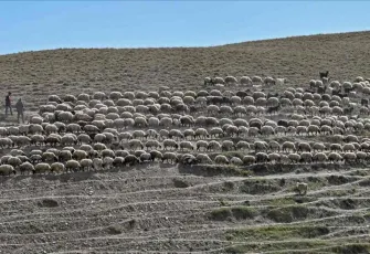 Kayalık alandan düşen 334 küçükbaş hayvan telef oldu