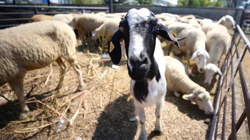 Bakanlık açıkladı: 6 ilde daha hayvan pazarları yeniden açıldı haberinin görseli