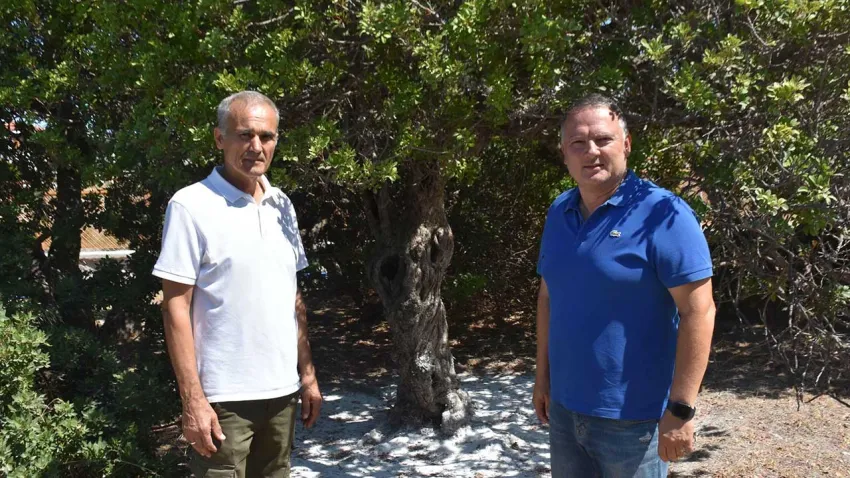 damla sakızı