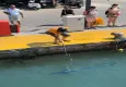 Nesli tükenme tehlikesi olan ‘mavi yelken balığı’nı zıpkınla vurdu