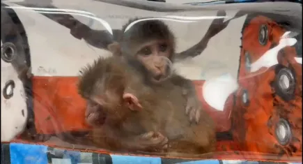 Habur Kapısı’nda hayvan kaçakçılığı : Koltuk altından 3 şahin, tır altından 2 makak maymunu