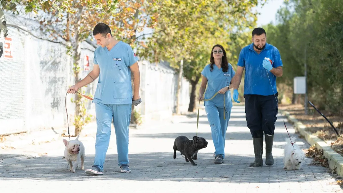 İzmir’de el konulan 20 cins köpek sahiplendirilecek haberinin görseli