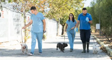 İzmir’de el konulan 20 cins köpek sahiplendirilecek