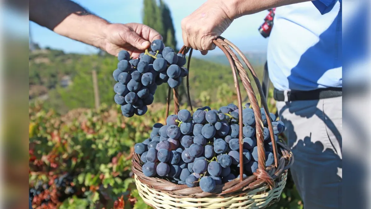 Kavacık üzüme ve sanata doyacak haberinin görseli
