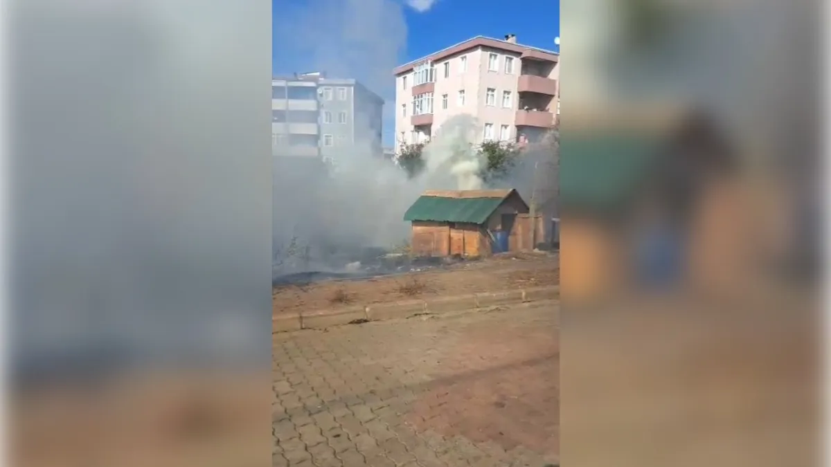İstanbul&#039;da yangın alarmı: Çok sayıda güvercin öldü haberinin görseli