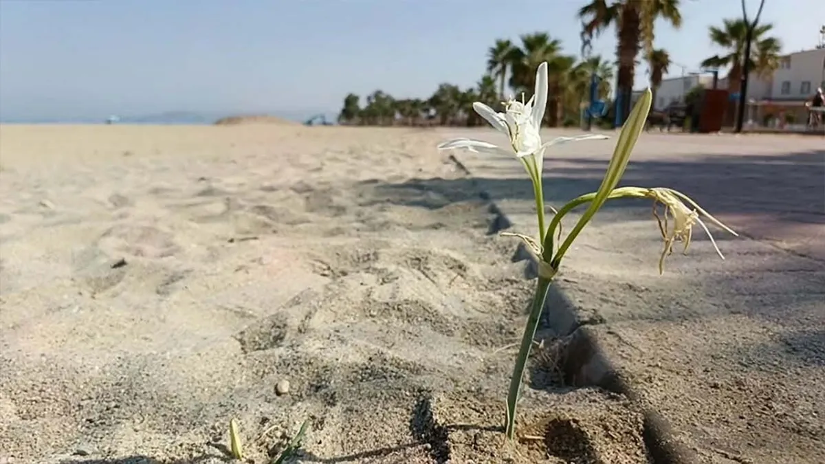 Kuşadası’nda yıllar sonra Kum Zambağı açtı haberinin görseli