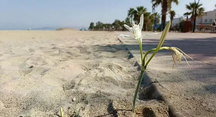 Kuşadası’nda yıllar sonra Kum Zambağı açtı