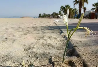 Kuşadası’nda yıllar sonra Kum Zambağı açtı