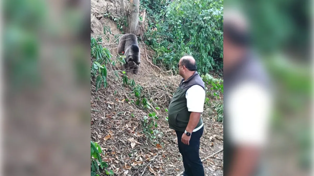 Zonguldak&#039;ta tuzağa takılan ayı böyle kurtarıldı haberinin görseli
