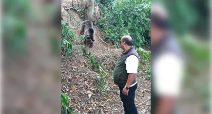 Zonguldak'ta tuzağa takılan ayı böyle kurtarıldı