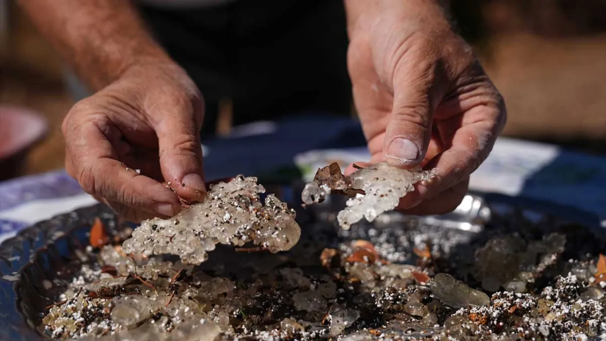 İzmir&#039;de damla sakızı ağacı sayısı arttı haberinin görseli