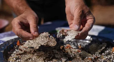 İzmir'de damla sakızı ağacı sayısı arttı