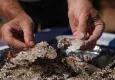 İzmir'de damla sakızı ağacı sayısı arttı