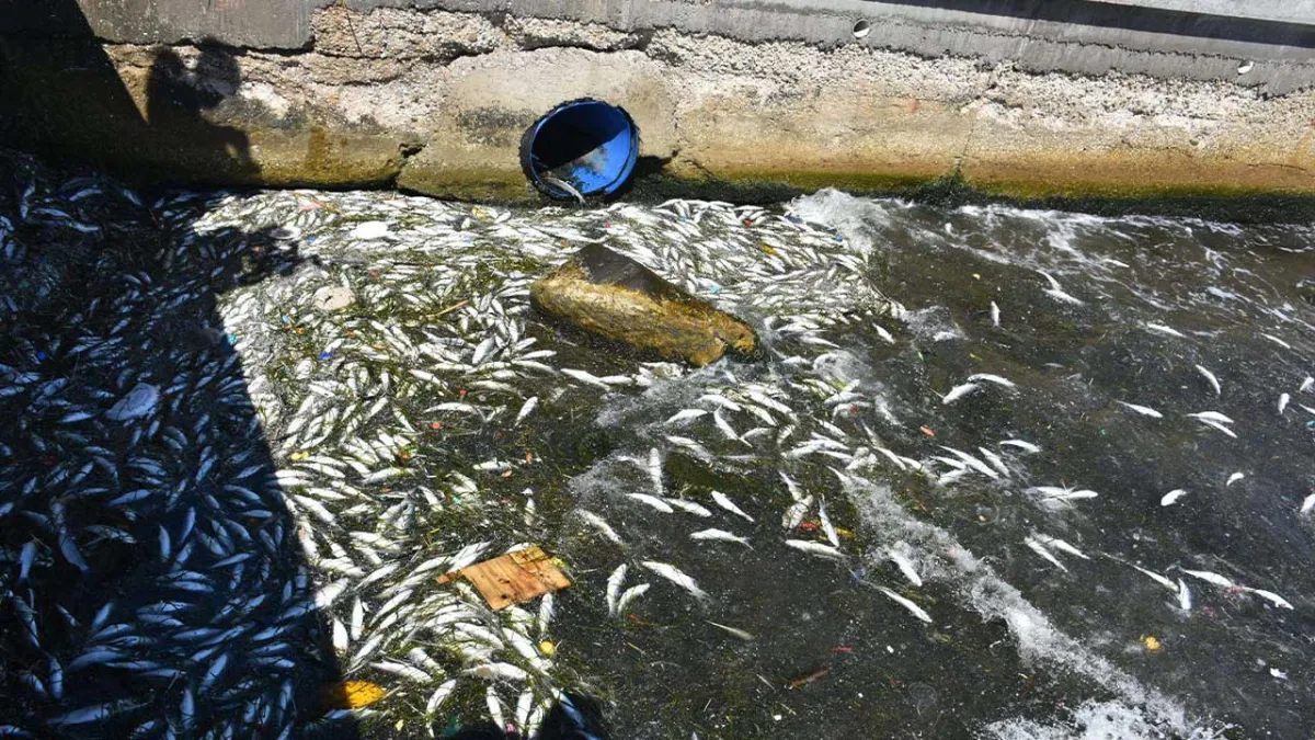 İzmir Körfezi’nde balık ölümleri yeniden başladı haberinin görseli