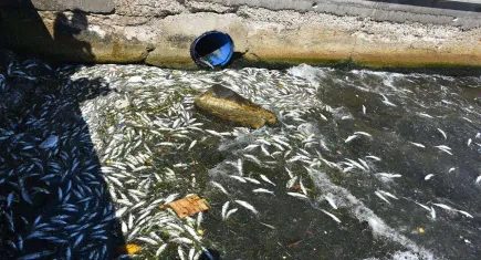 İzmir Körfezi’nde balık ölümleri yeniden başladı