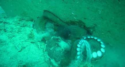 İzmir Körfezi’ne ahtapotlar için yapay resif