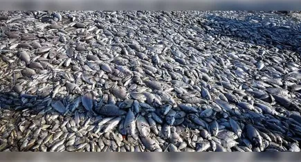 İzmir Körfezi'nde balık ölümleri sürüyor