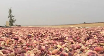 Bu yıl fıstık cep yakacak!